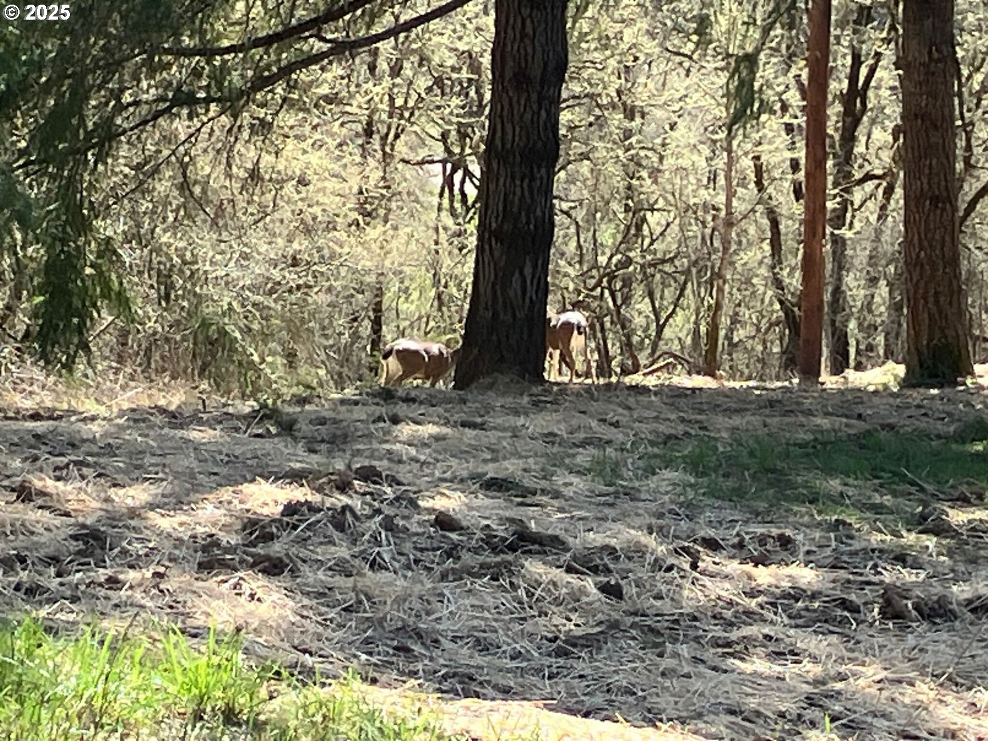 Center, Unit 2 Sheridan, OR 97378 - Photo 9 of 30 a view of outdoor space with trees