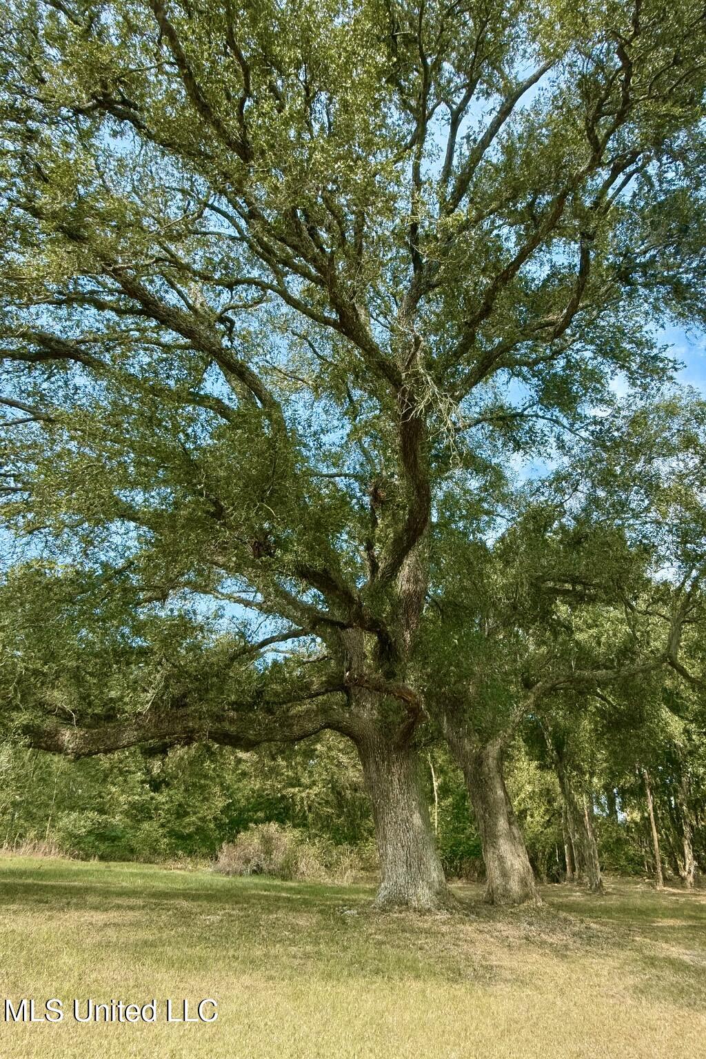 37 Fortenberry Road Tylertown, MS 39667 - Photo 34 of 53 BF5F8D9C-FA03-4338-B93F-BC4F7314F5CB