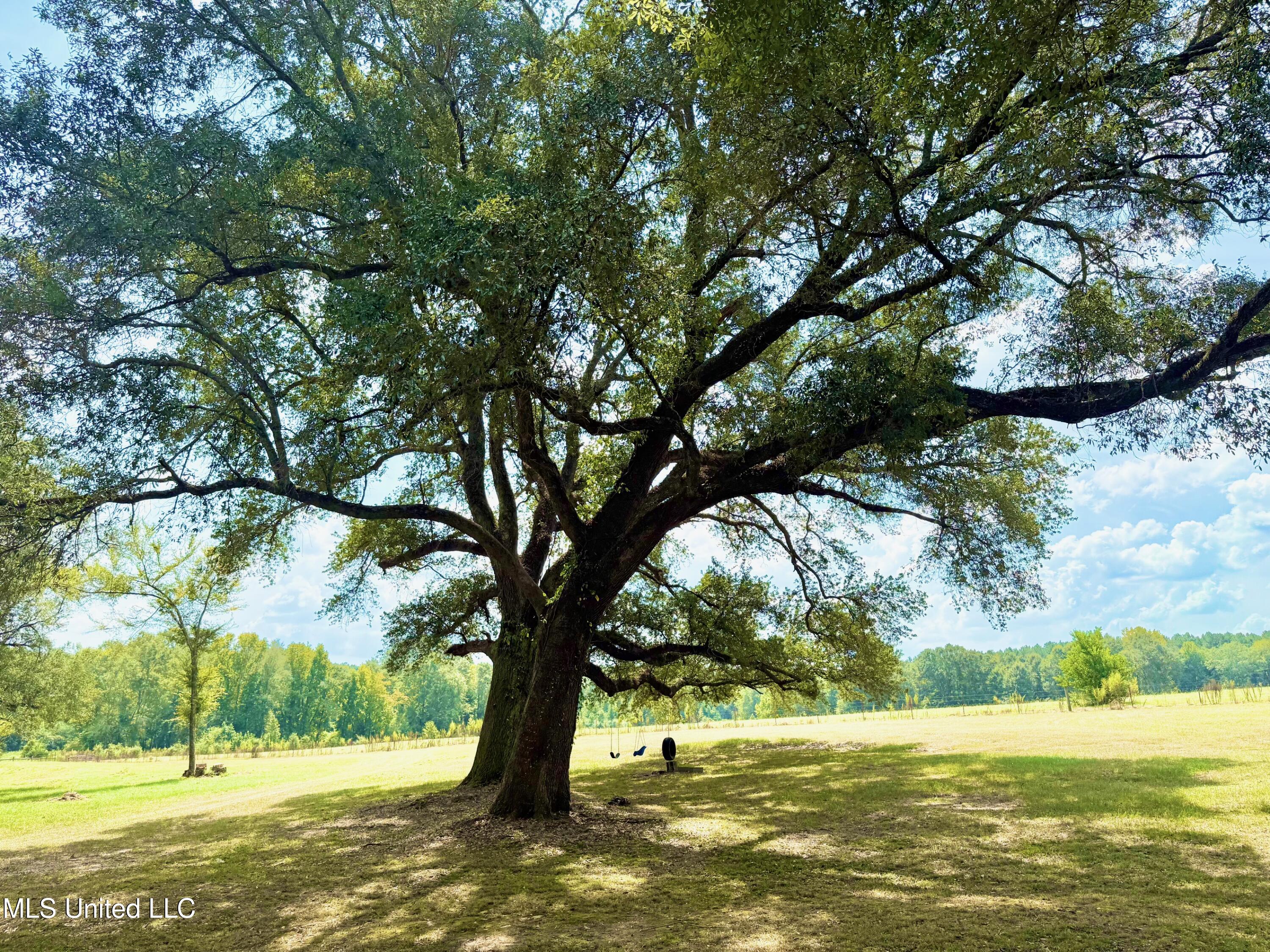 37 Fortenberry Road Tylertown, MS 39667 - Photo 35 of 53 IMG_2043