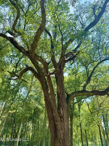 $450,000 | 37 Fortenberry Road, Tylertown, MS 39667