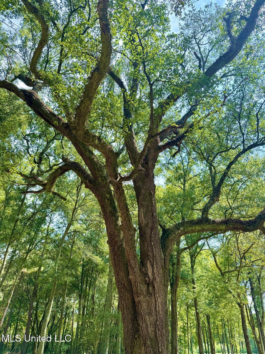 37 Fortenberry Road Tylertown, MS 39667 - Photo 36 of 53 IMG_2038