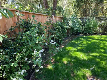 a view of a garden with plants