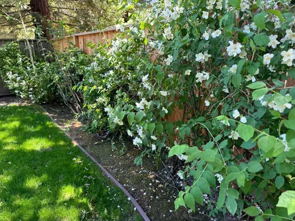 a backyard of a house with lots of green space