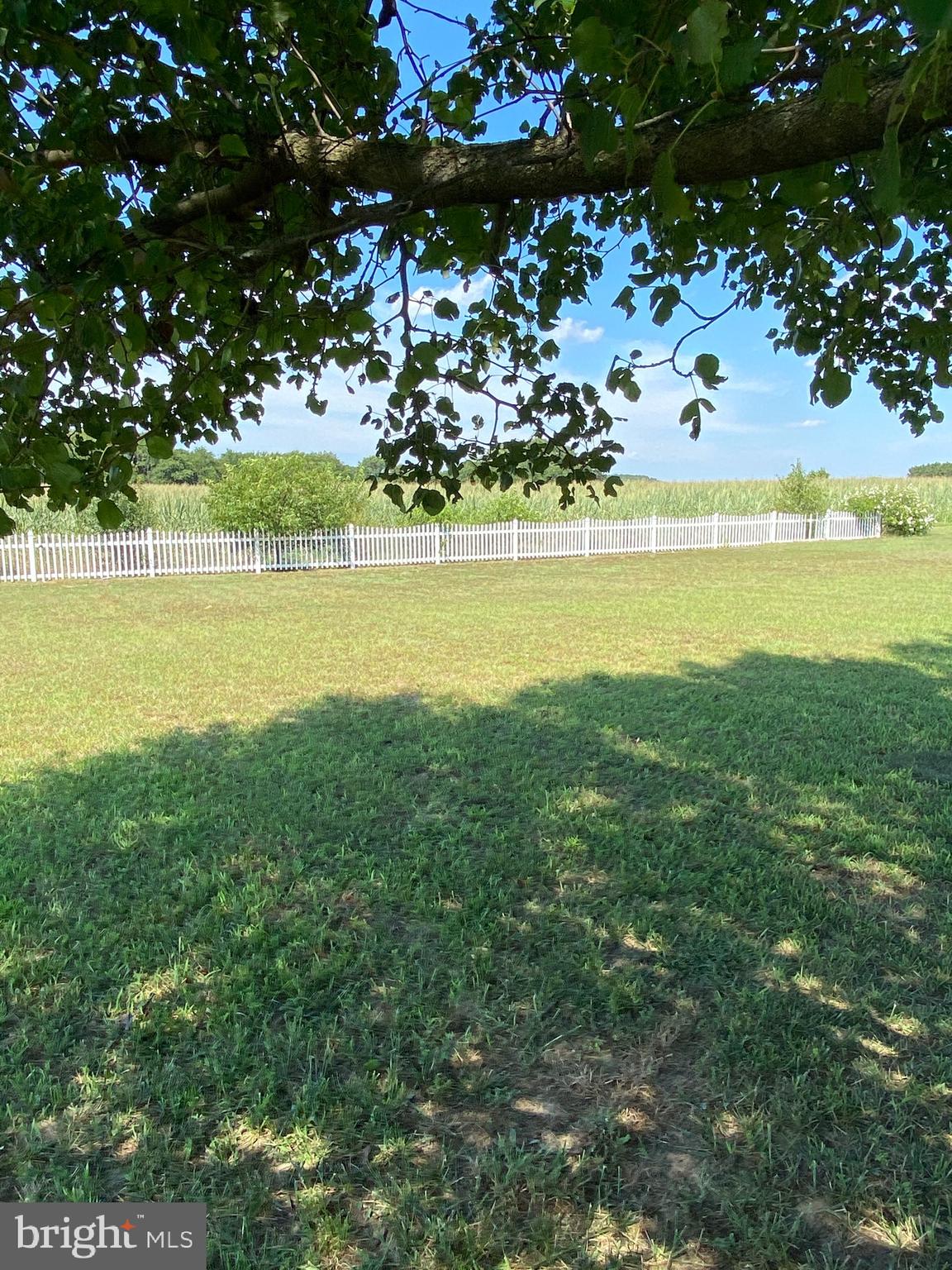 12265 Laurel Road Laurel, DE 19956 - Photo 22 of 23 Shade tree to cool you off on those warm afternoon