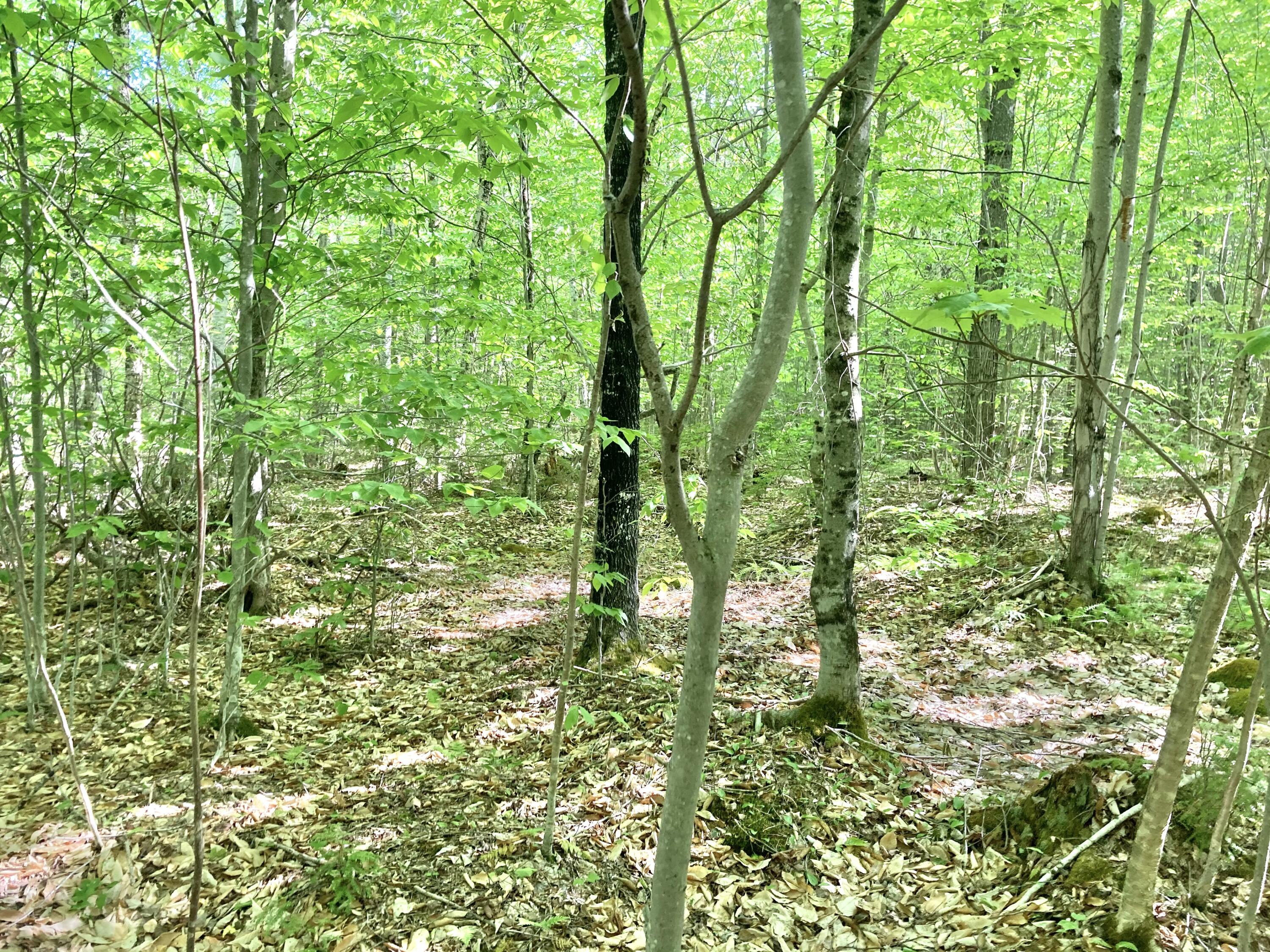 Tbd Tbd Jack Rabbit Run Fryeburg, ME 04037 - Photo 4 of 9 middle of lot
