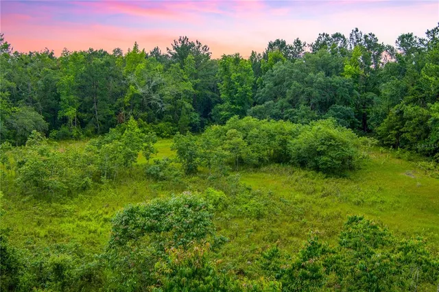 a view of a lush green space