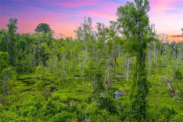 a view of a lush green forest