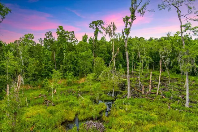 a view of a flower in a garden