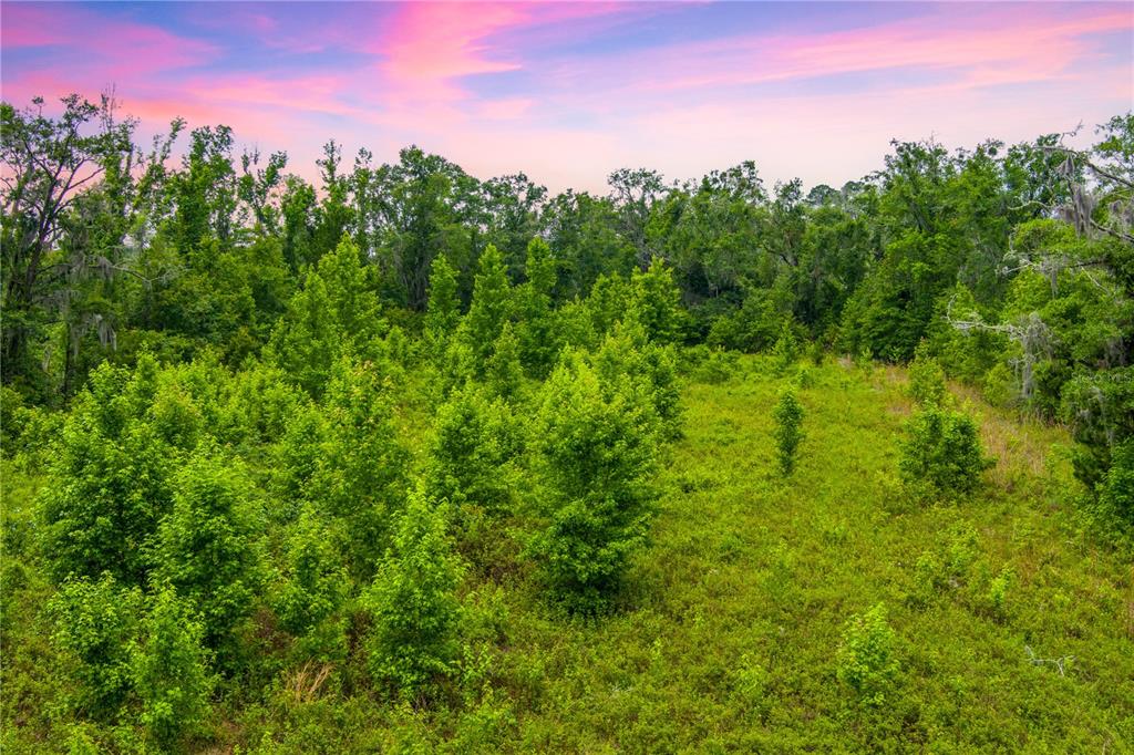 Northwest Colin Court Lake City, FL 32055 - Photo 9 of 18 a view of a lush green space