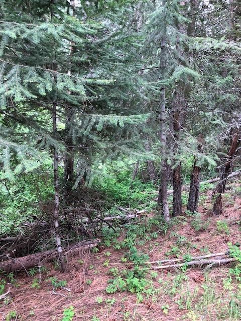 0 East Eagle Ridge Lane Mead, WA 99021 - Photo 8 of 11