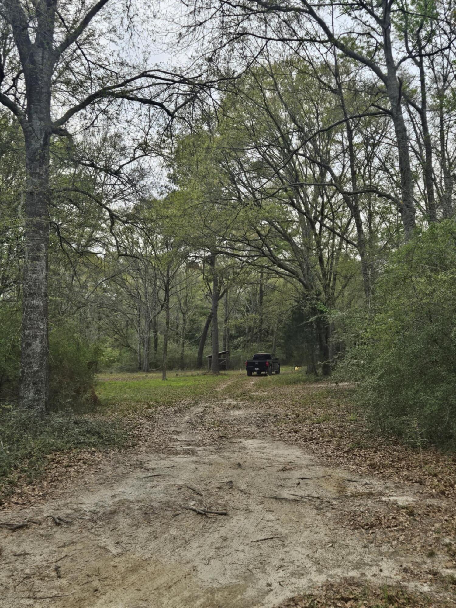 1400 Grant Road Ponce de Leon, FL 32455 - Photo 2 of 11 a view of a yard with a tree