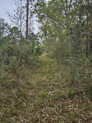 a close view of a yard