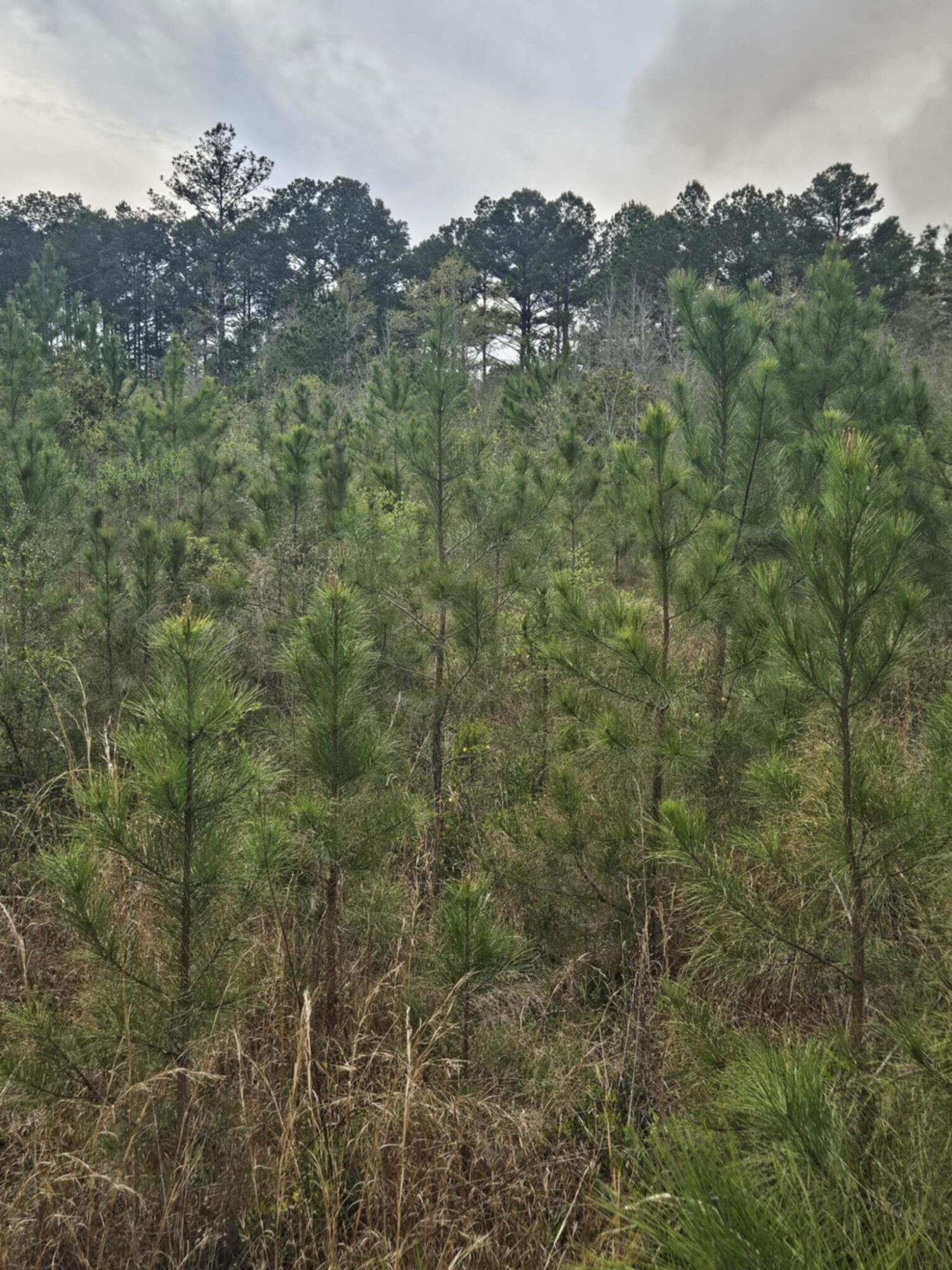 1400 Grant Road Ponce de Leon, FL 32455 - Photo 8 of 11