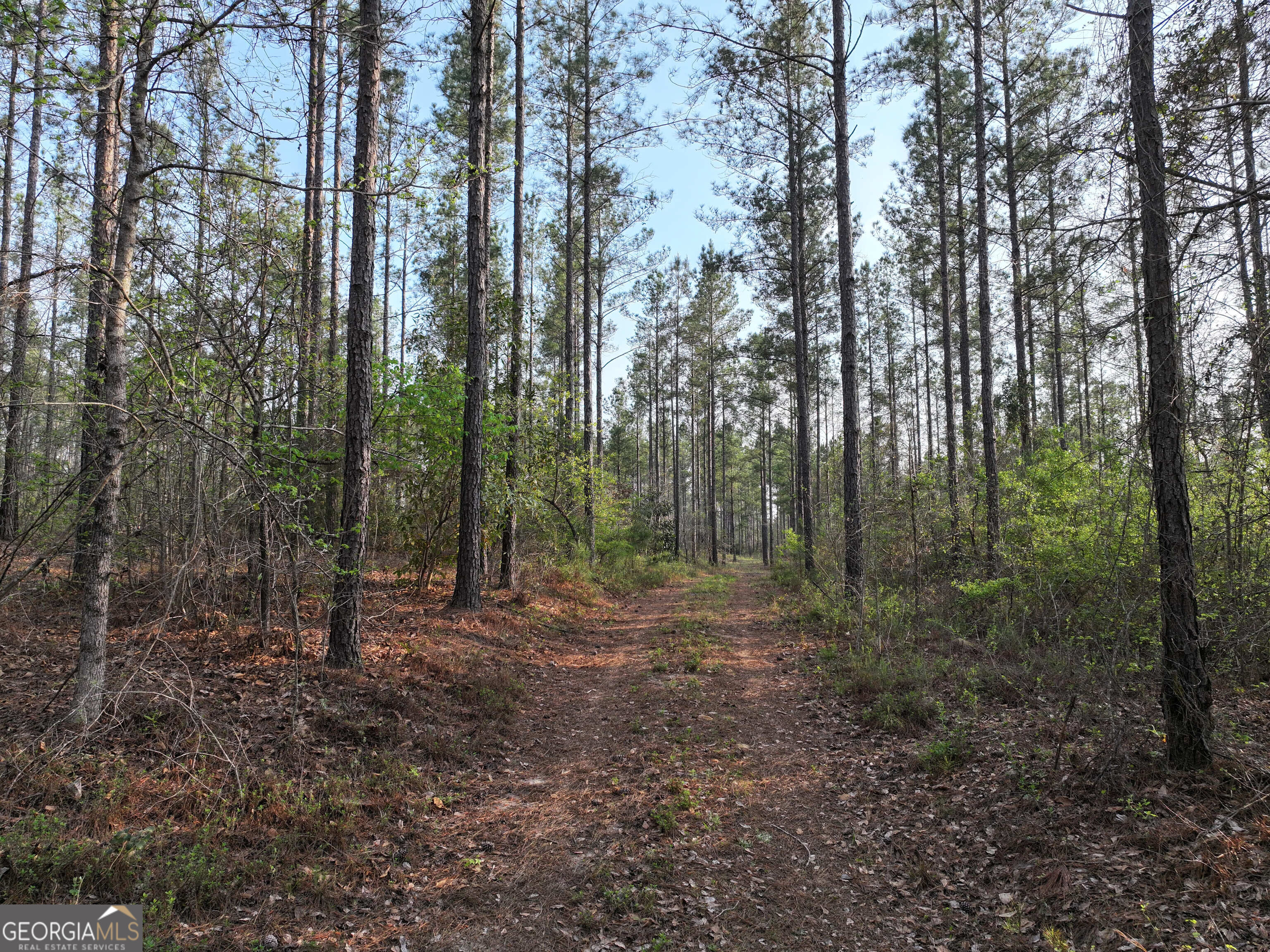 195 County Line Road Morris, GA 39867 - Photo 1 of 69 Gallery Image 1