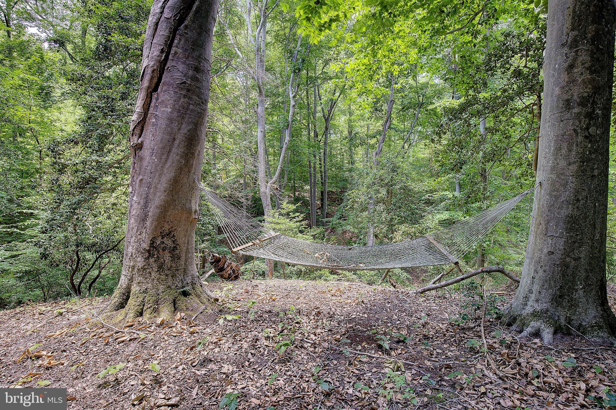 10410 3 Doctors Road Dunkirk, MD 20754 - Photo 34 of 46 Book and a hammock?