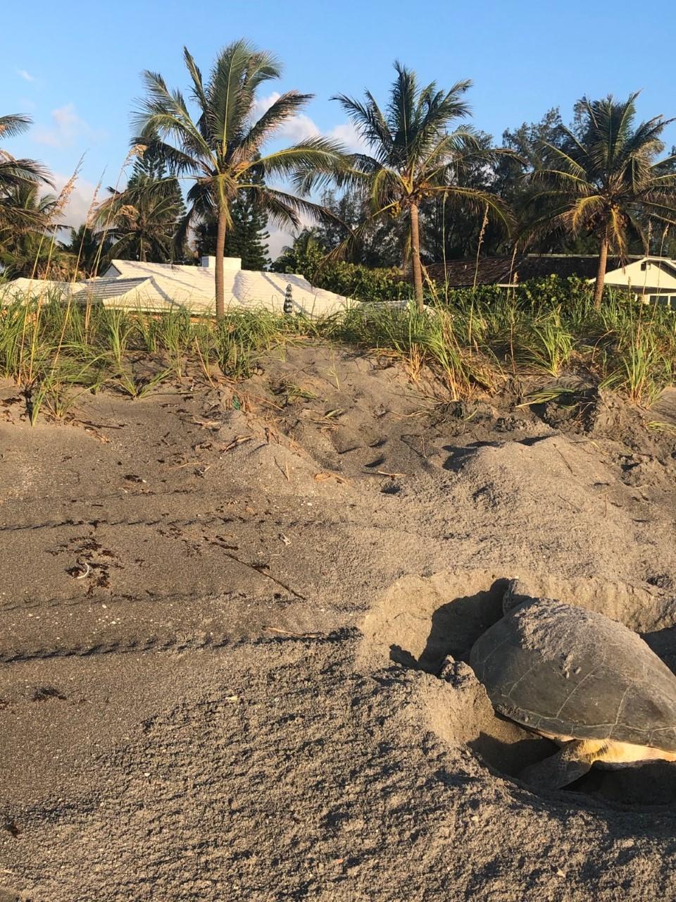 55 North Beach Road Hobe Sound, FL 33455 - Photo 60 of 64 turtle nesting
