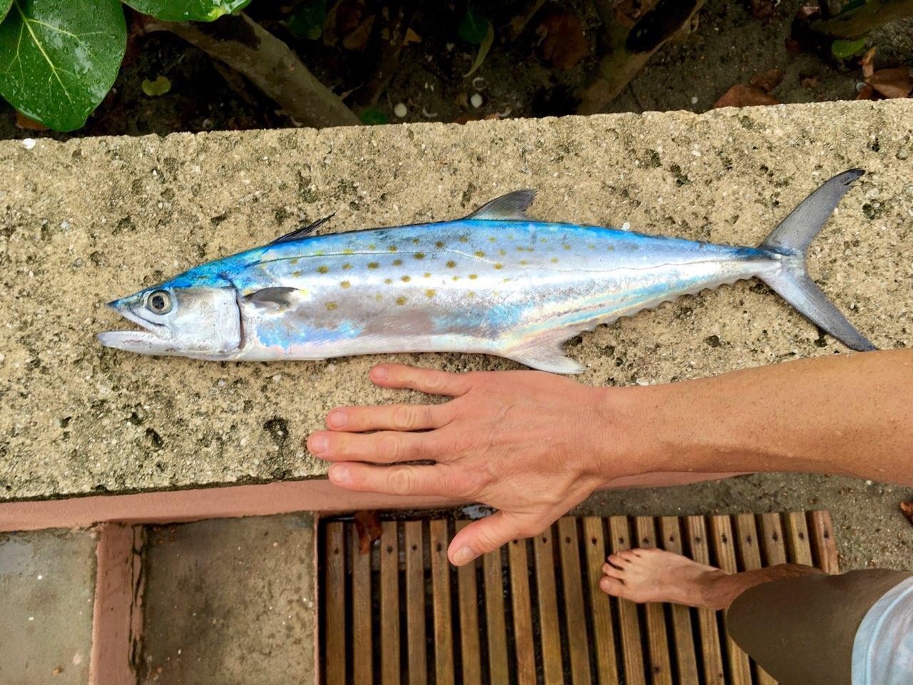 55 North Beach Road Hobe Sound, FL 33455 - Photo 63 of 64 fishing