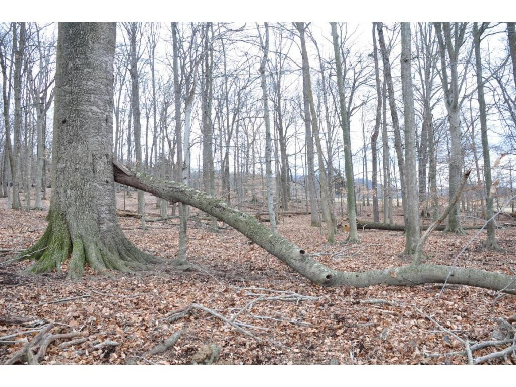 Tbd Tbd Almeta Moore Road Fall Branch, TN 37656 - Photo 1 of 1 Photo 1