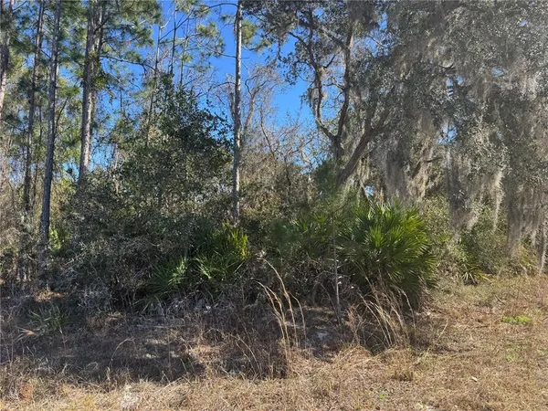 a view of a forest with large trees