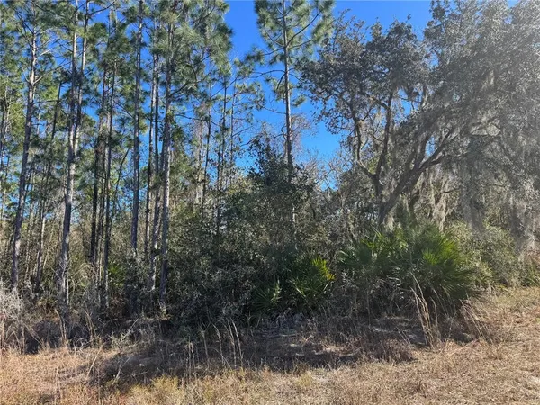 a view of a forest with trees