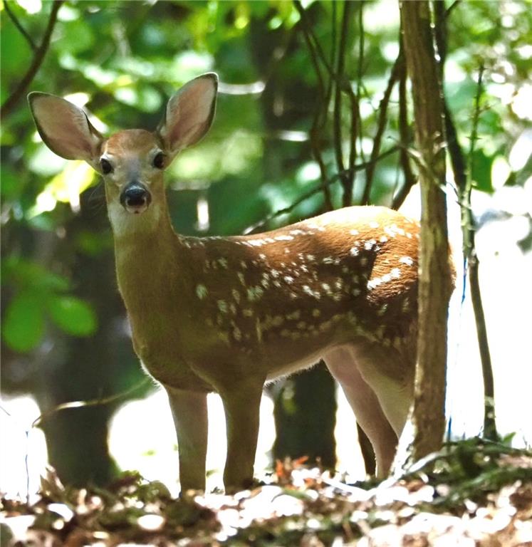 1024 Bear Paw Ridge Dahlonega, GA 30533 - Photo 46 of 55