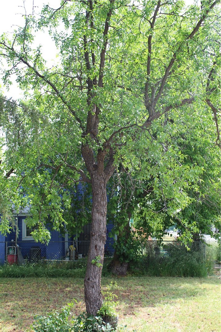 1414 Marin Street Corning, CA 96021 - Photo 71 of 71 a view of a tree in the middle of a yard