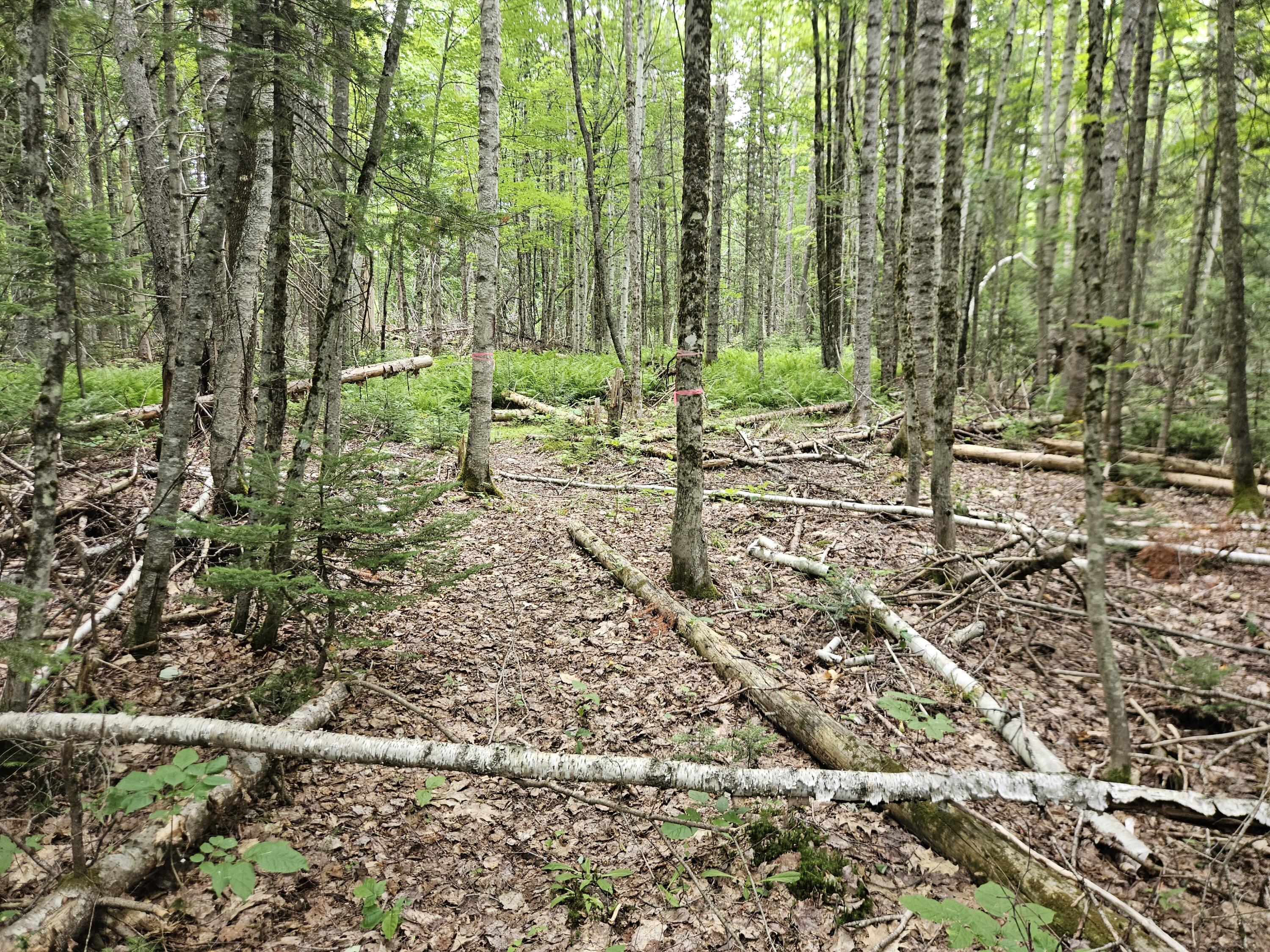 10 Moosehorn Road Abbot, ME 04406 - Photo 34 of 35 20260716_095532