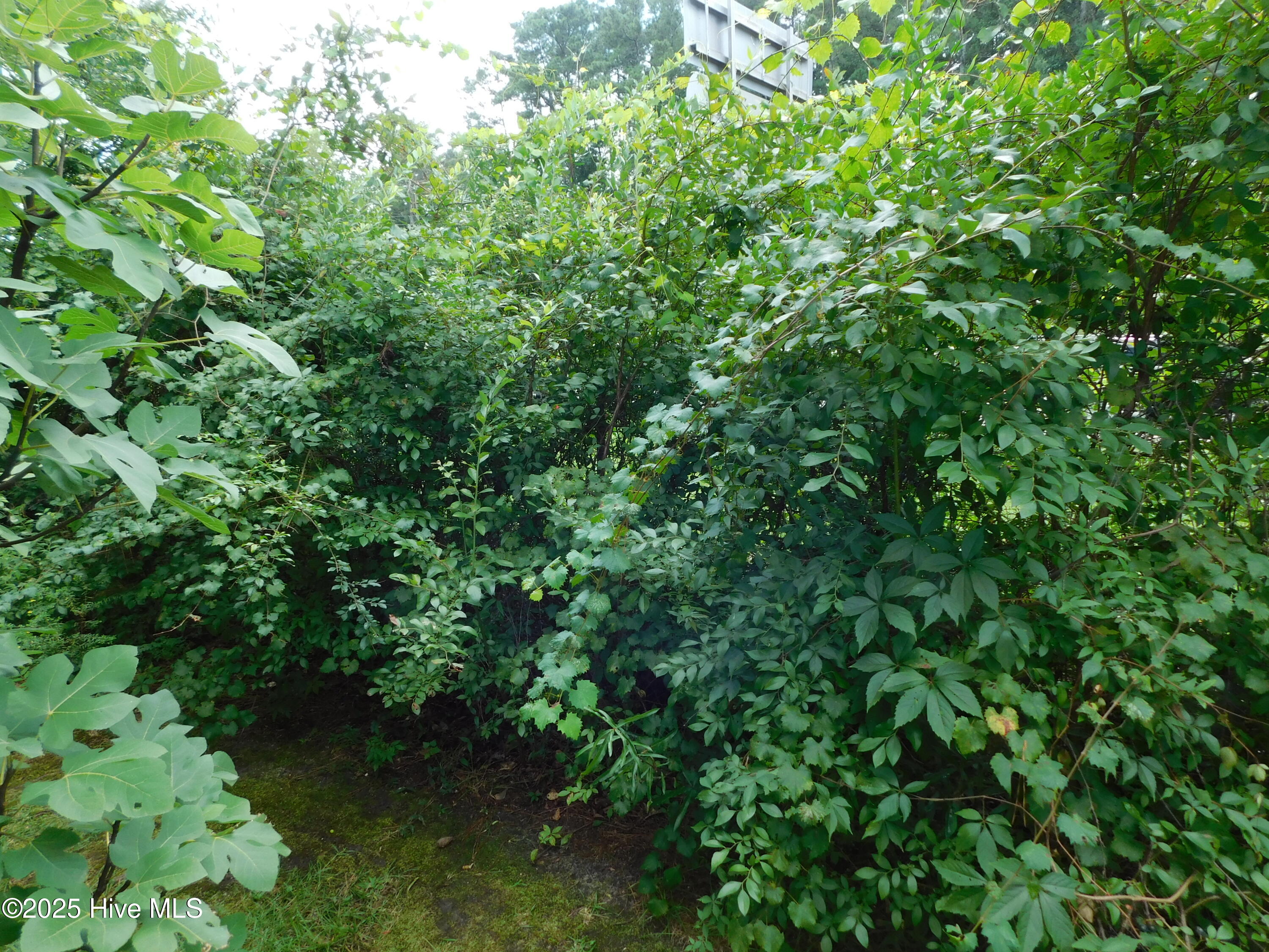 1010 West Scotsdale Road Laurinburg, NC 28352 - Photo 81 of 122 DSCN0118