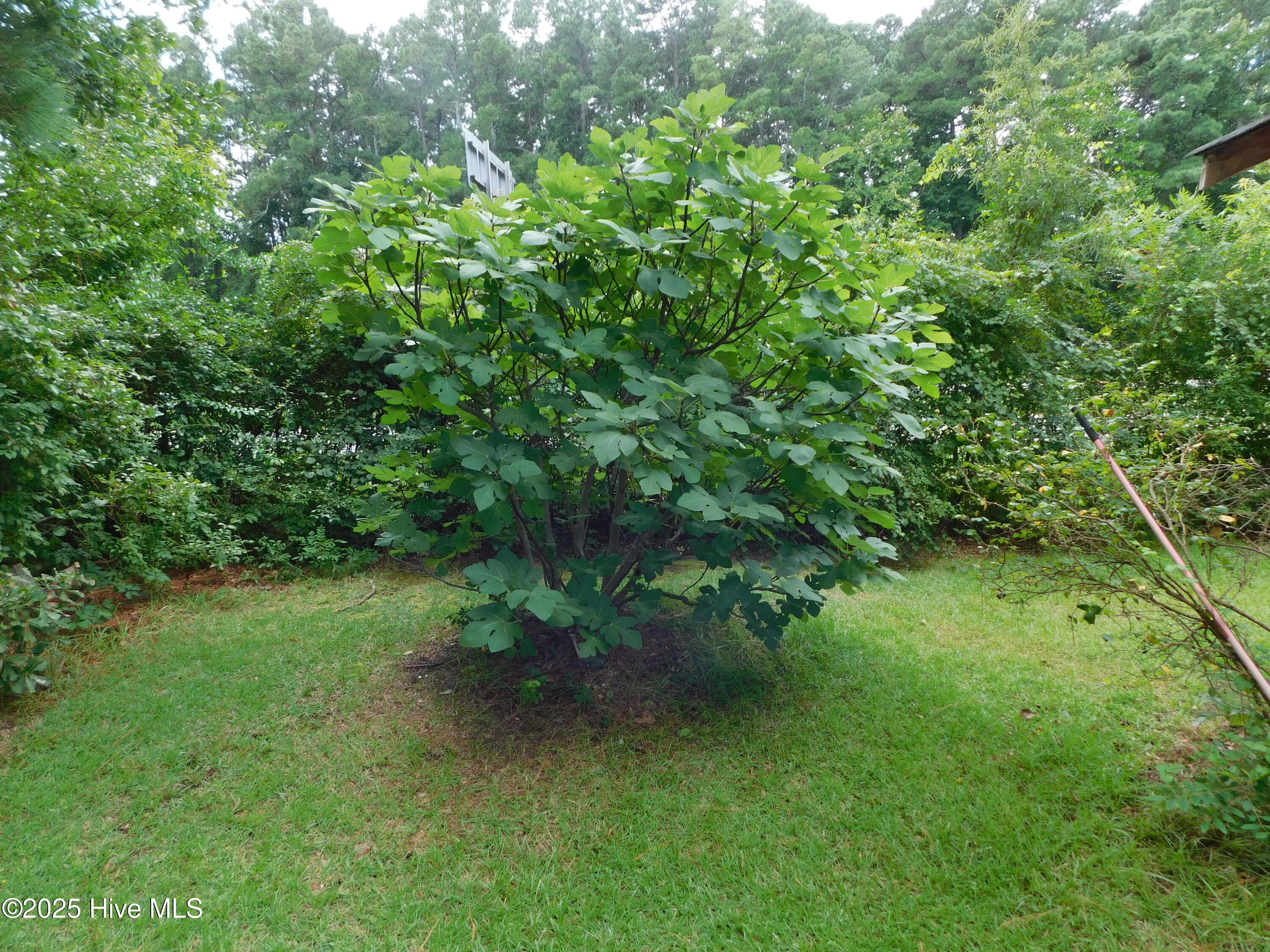 1010 West Scotsdale Road Laurinburg, NC 28352 - Photo 82 of 122 fig tree