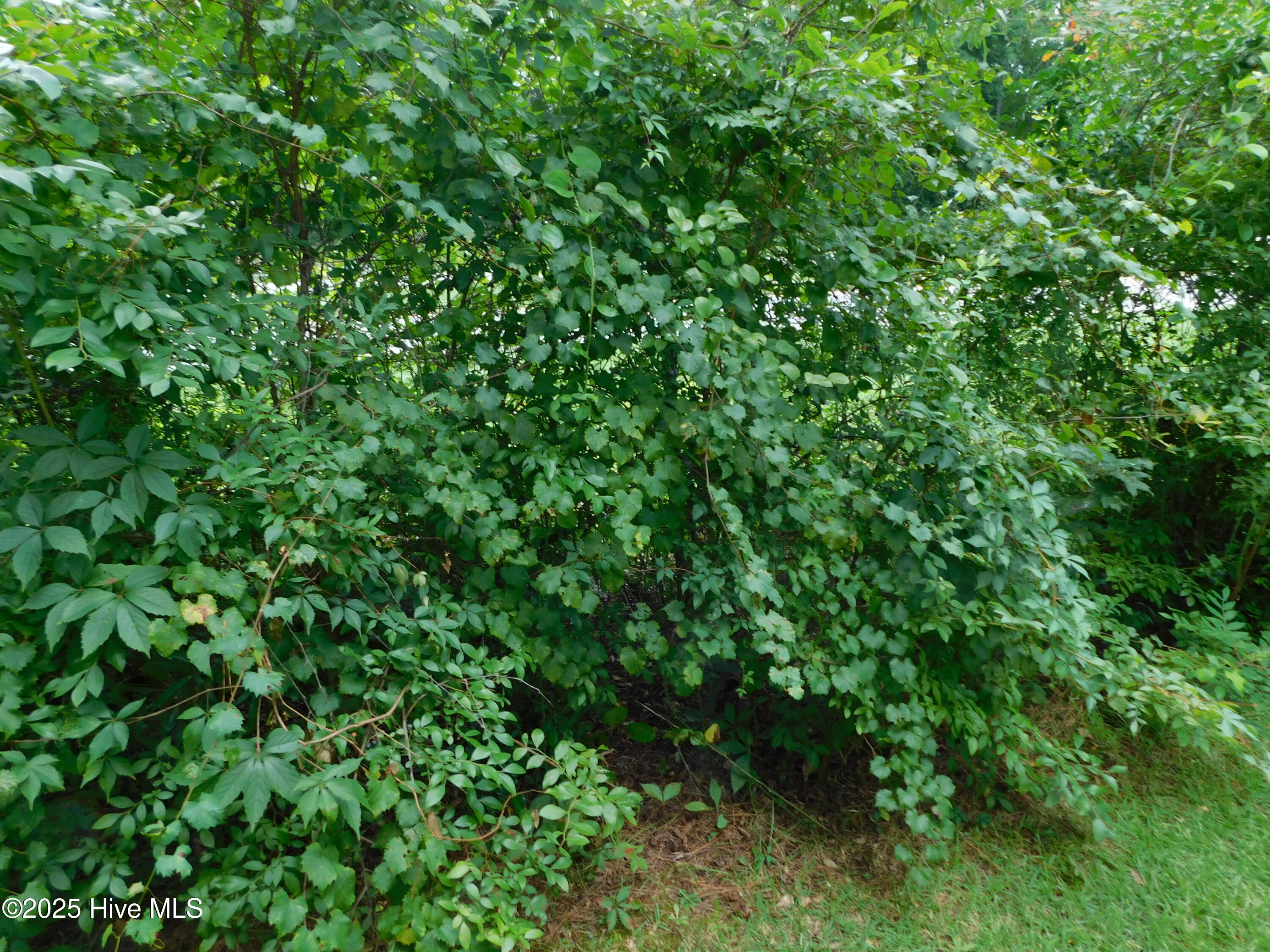 1010 West Scotsdale Road Laurinburg, NC 28352 - Photo 83 of 122 blueberry bushes