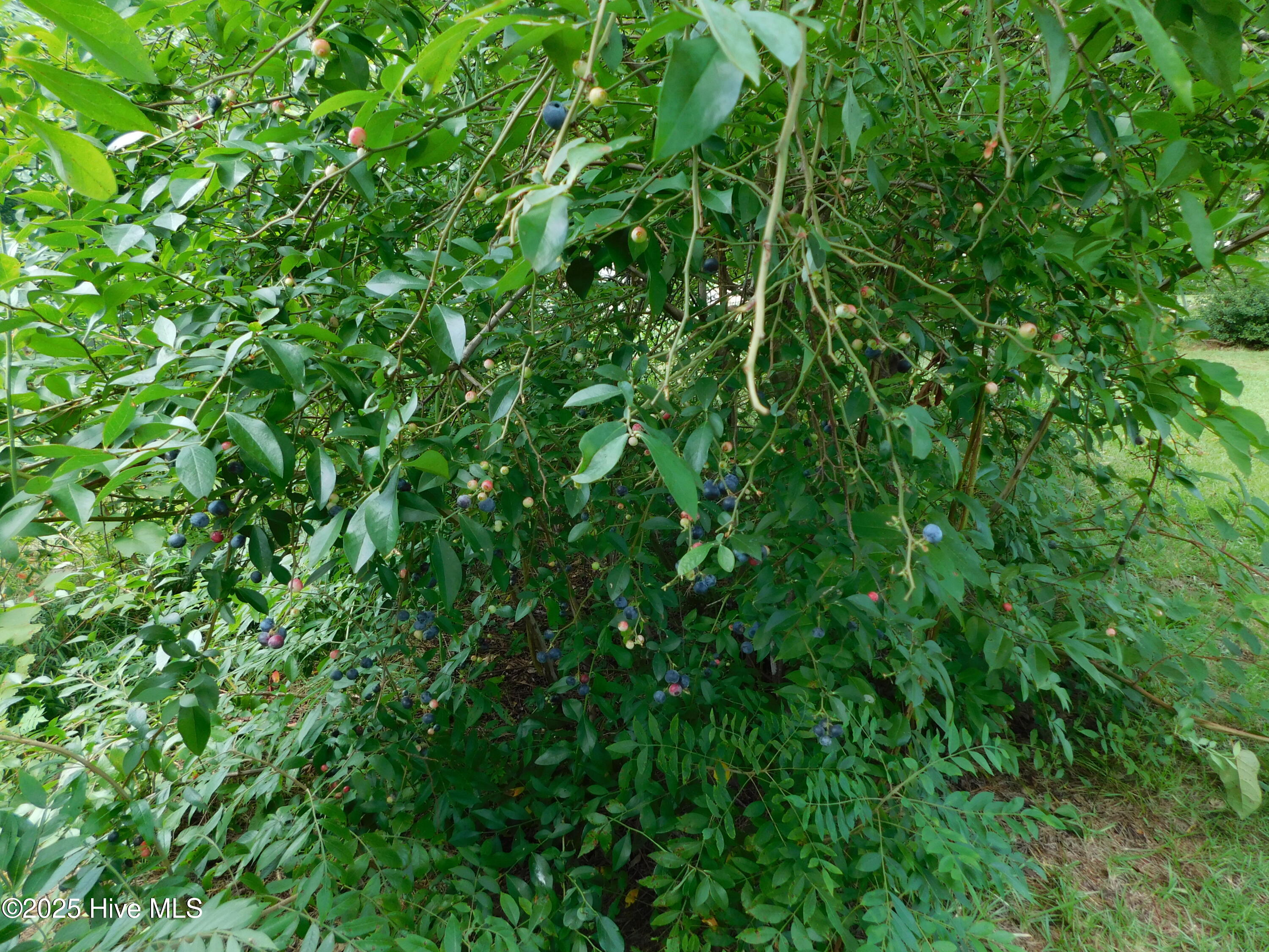 1010 West Scotsdale Road Laurinburg, NC 28352 - Photo 86 of 122 DSCN0125