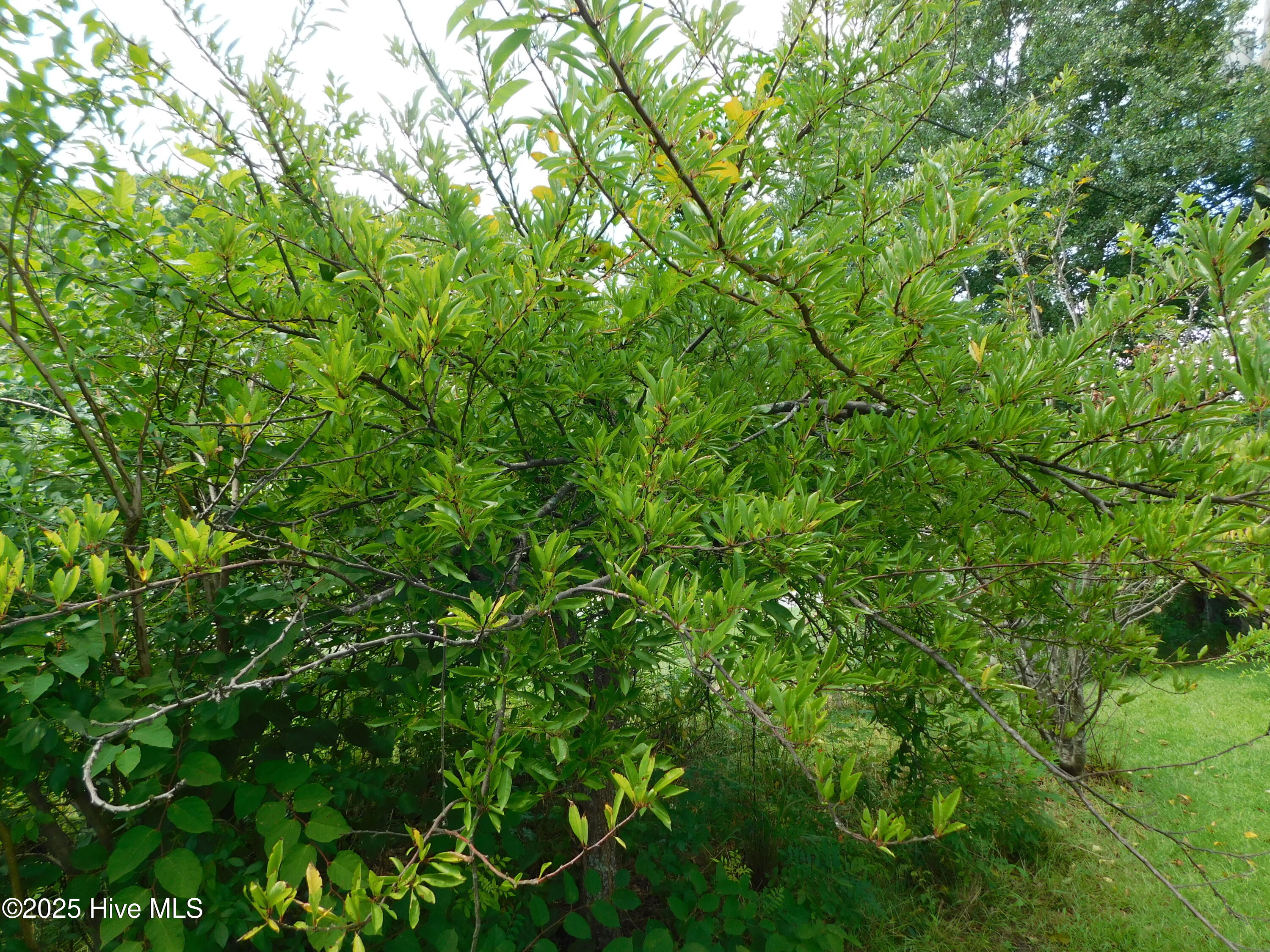 1010 West Scotsdale Road Laurinburg, NC 28352 - Photo 87 of 122 DSCN0126