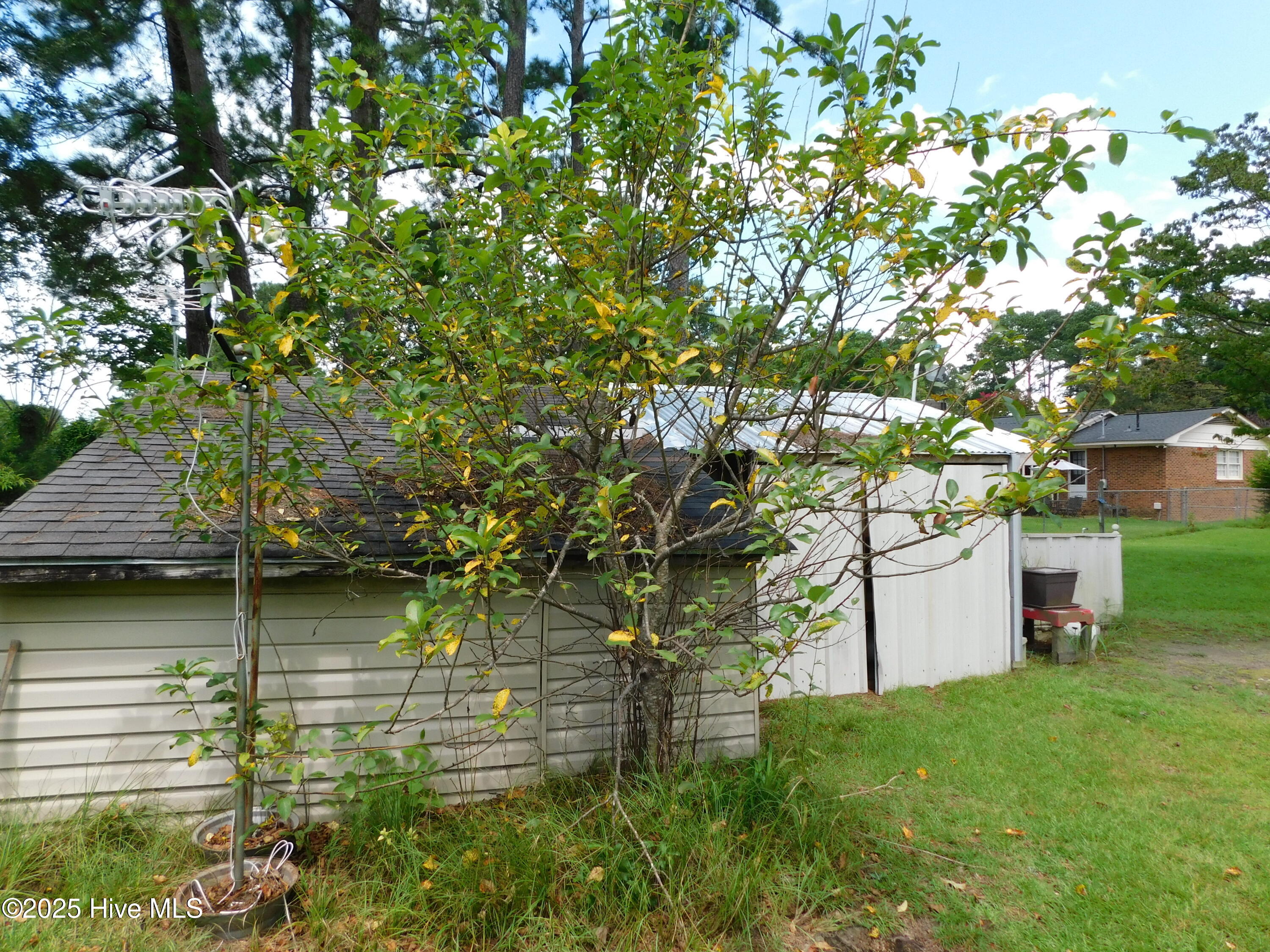 1010 West Scotsdale Road Laurinburg, NC 28352 - Photo 88 of 122 golden apple tree