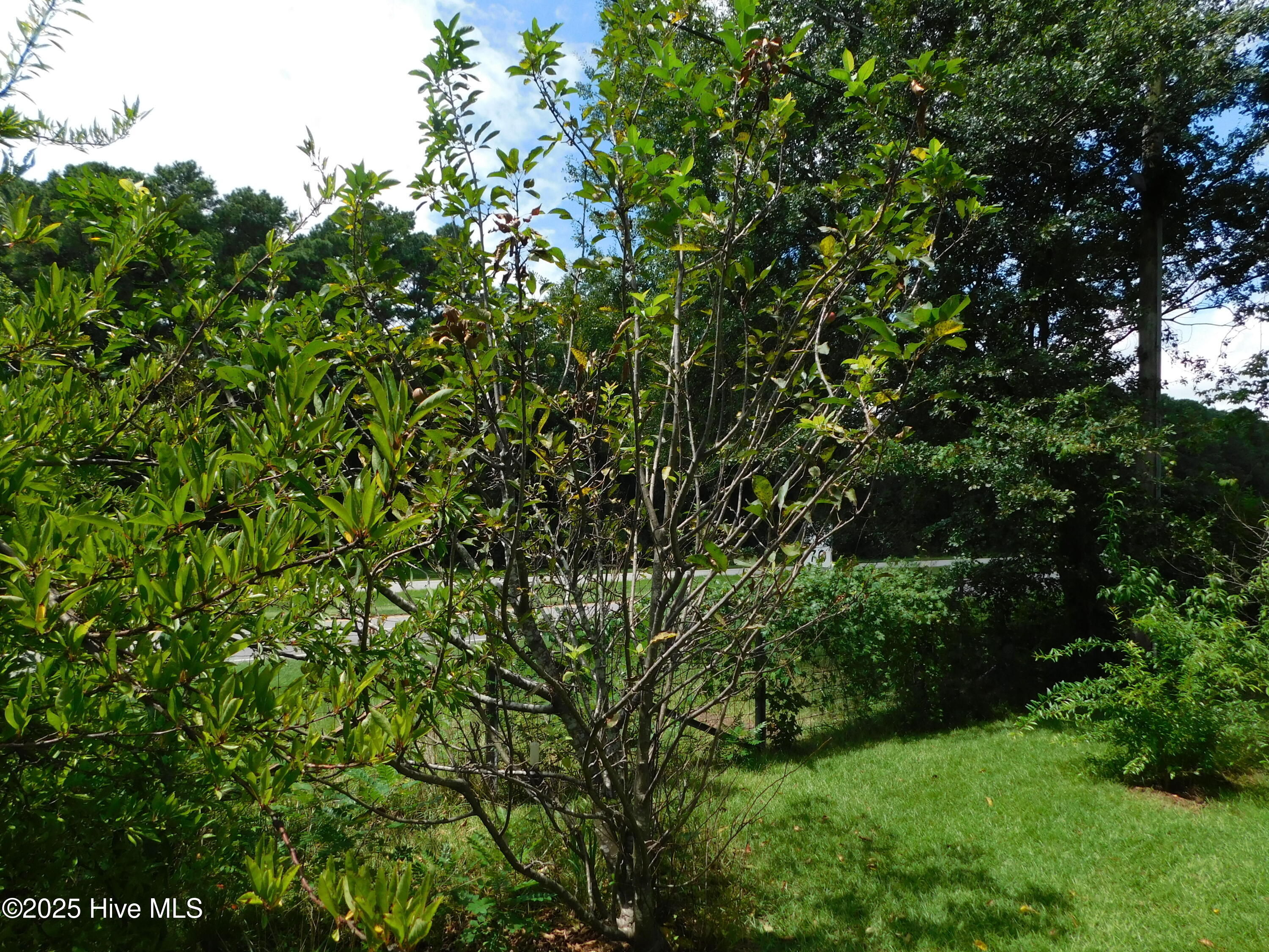 1010 West Scotsdale Road Laurinburg, NC 28352 - Photo 89 of 122 red apple tree