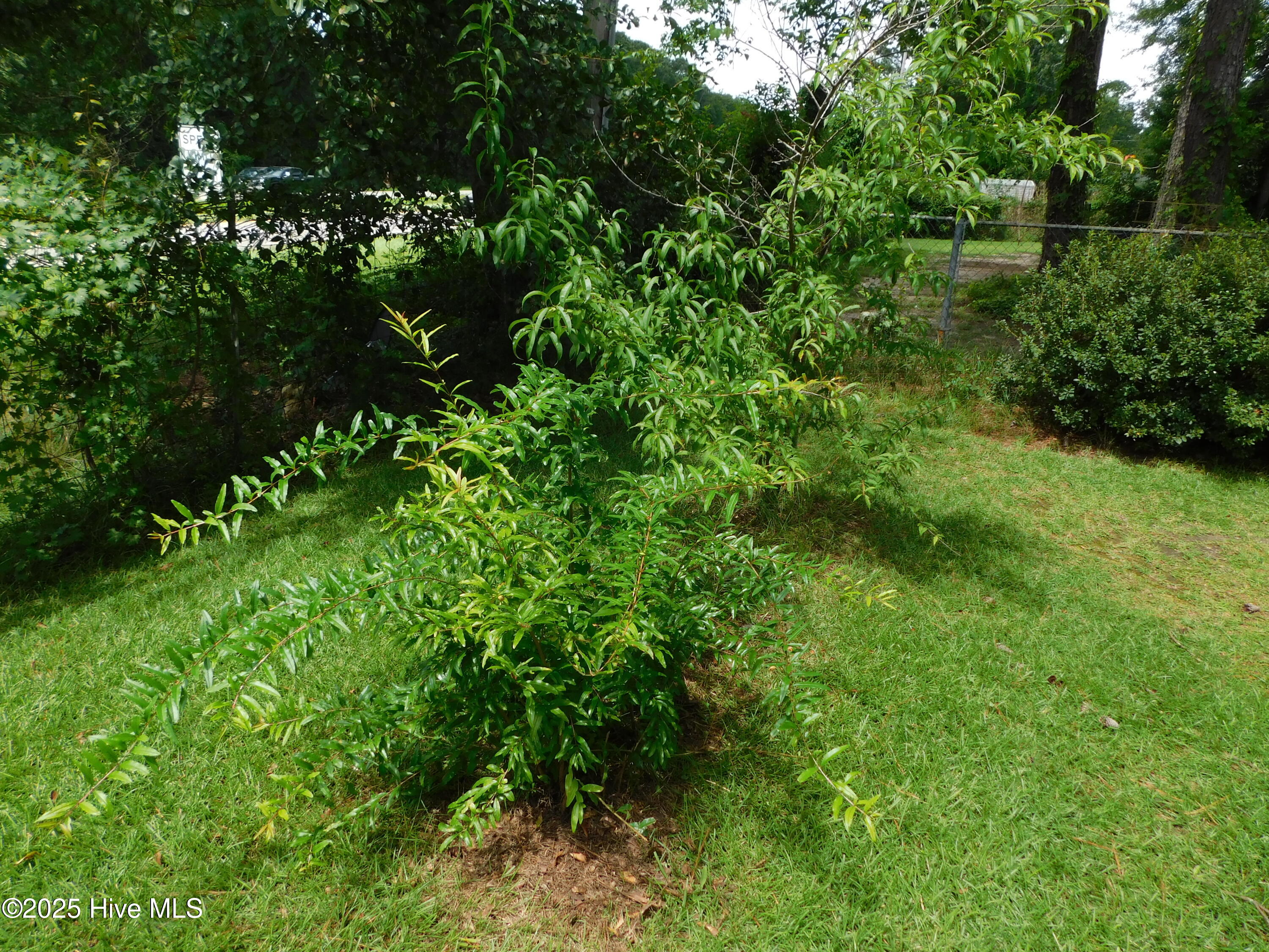 1010 West Scotsdale Road Laurinburg, NC 28352 - Photo 90 of 122 plum