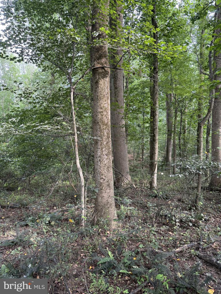 Waibel Rd Port Port Deposit, MD 21904 - Photo 11 of 22 a backyard of a house with lots of plants and large trees