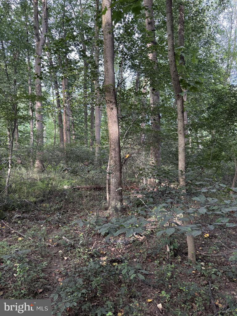 Waibel Rd Port Port Deposit, MD 21904 - Photo 13 of 22 a view of a forest with trees