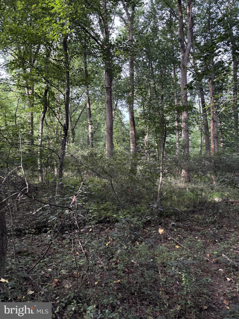 Waibel Rd Port Port Deposit, MD 21904 - Photo 14 of 22 a view of a forest with trees in the background