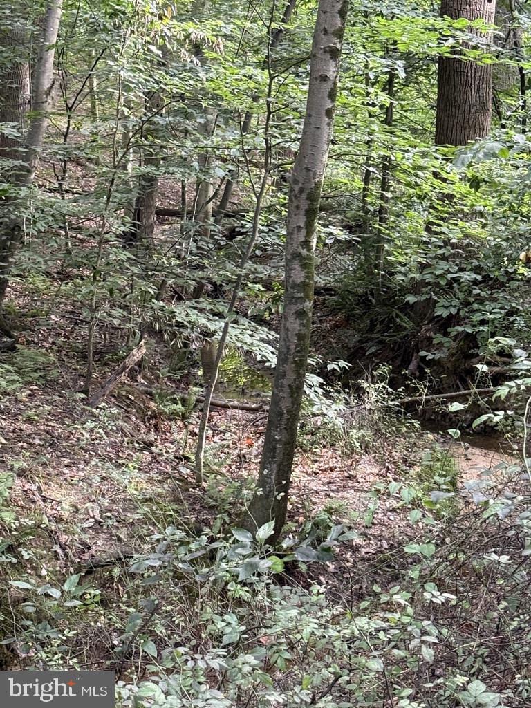 Waibel Rd Port Port Deposit, MD 21904 - Photo 17 of 22 a view of a forest with a yard