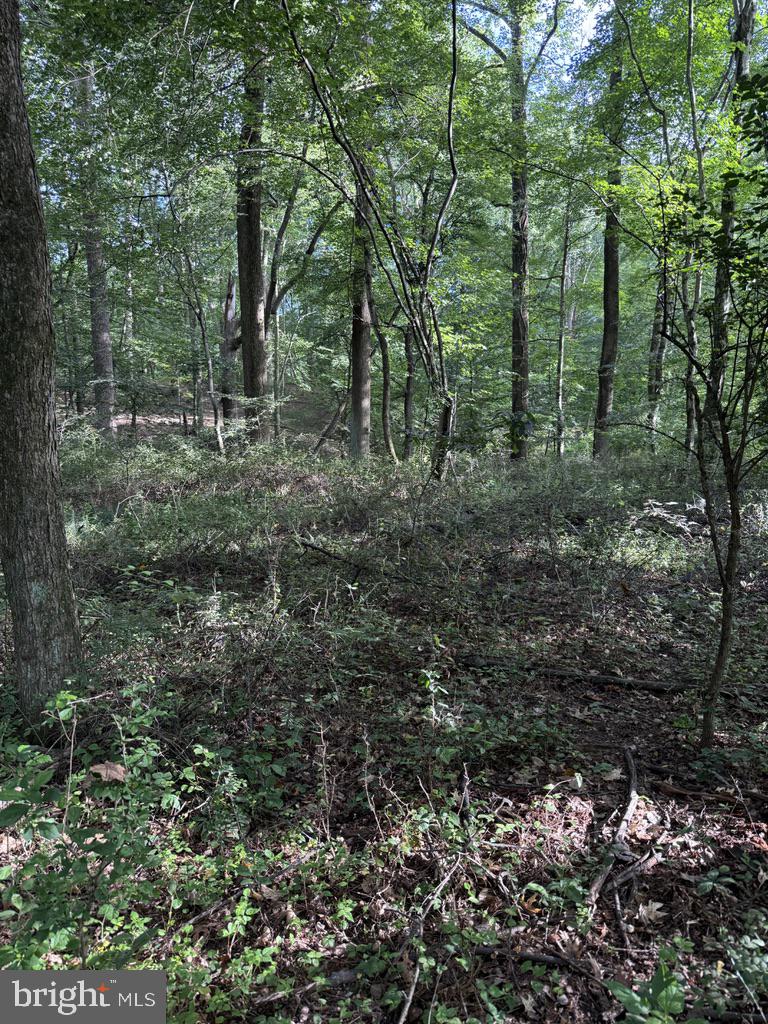 Waibel Rd Port Port Deposit, MD 21904 - Photo 18 of 22 a view of a forest with trees