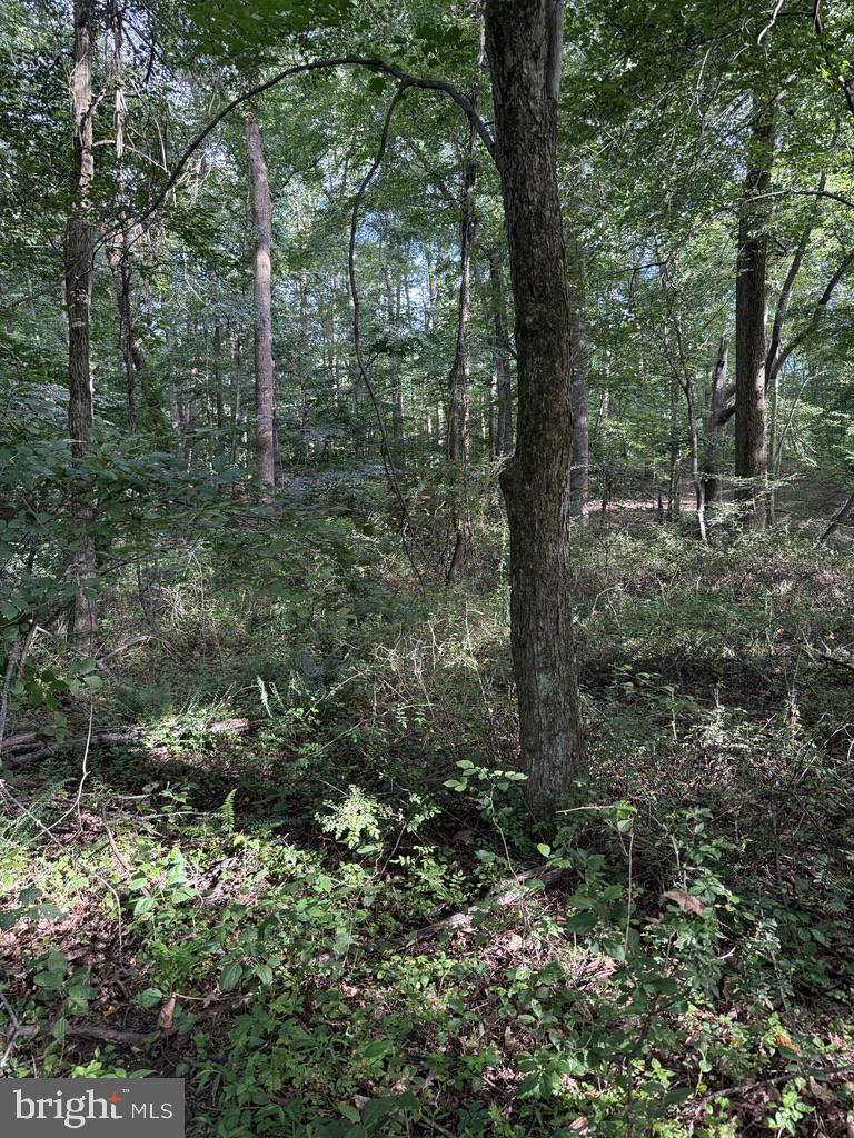 Waibel Rd Port Port Deposit, MD 21904 - Photo 19 of 22 a view of a forest with trees