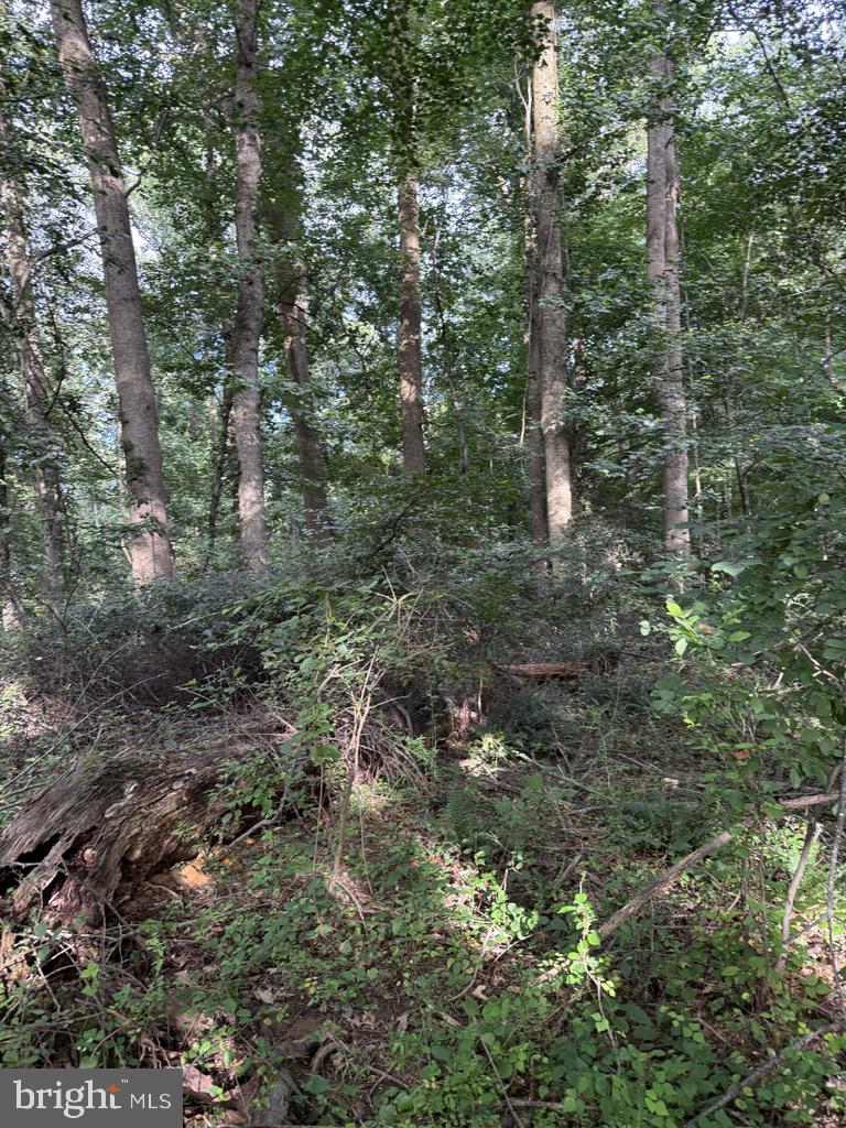 Waibel Rd Port Port Deposit, MD 21904 - Photo 20 of 22 a view of a forest with trees in back