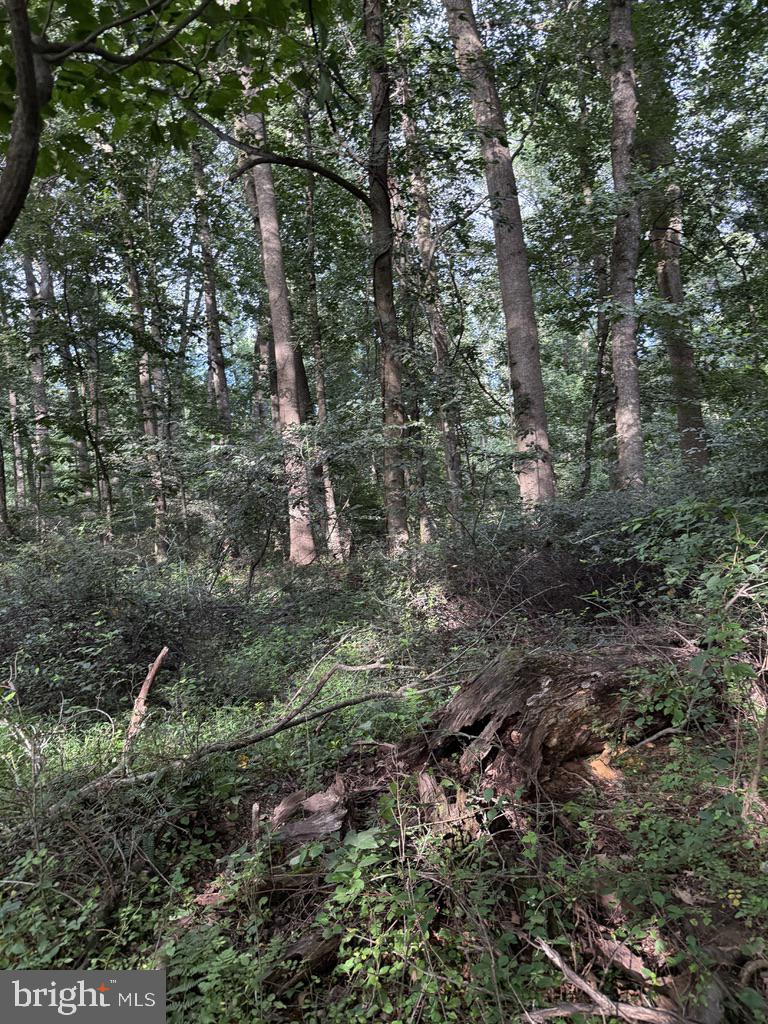 Waibel Rd Port Port Deposit, MD 21904 - Photo 21 of 22 a view of a forest with a tree