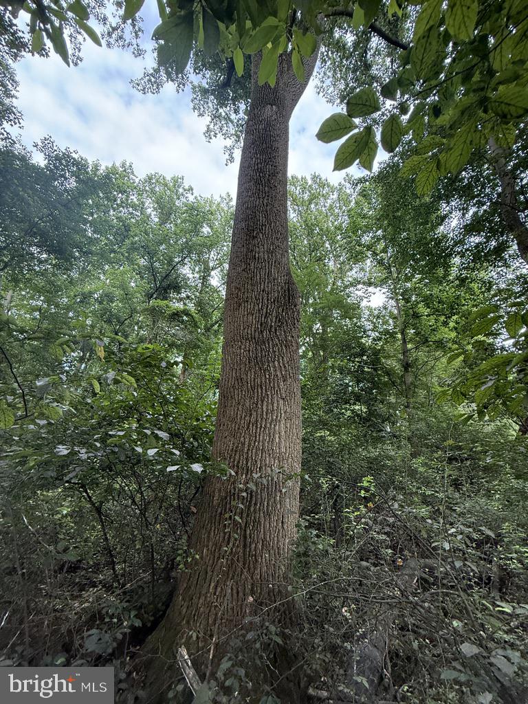 Waibel Rd Port Port Deposit, MD 21904 - Photo 22 of 22 a close up of a plant in a garden