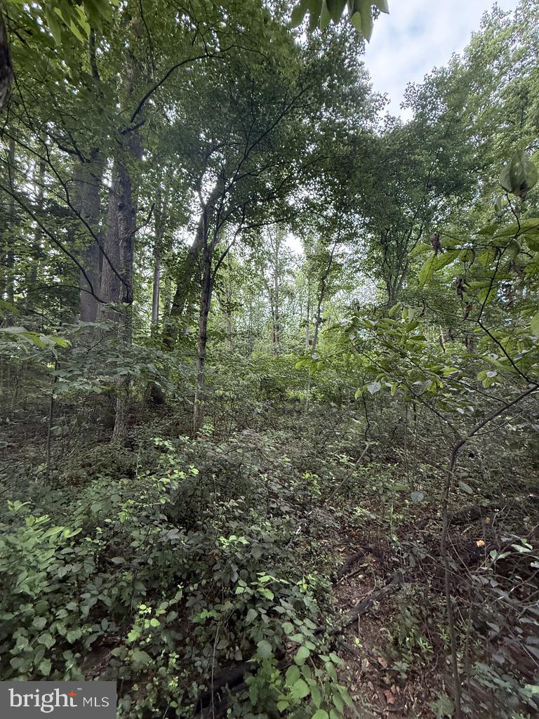 Waibel Rd Port Port Deposit, MD 21904 - Photo 5 of 22 a view of a forest with lush green forest