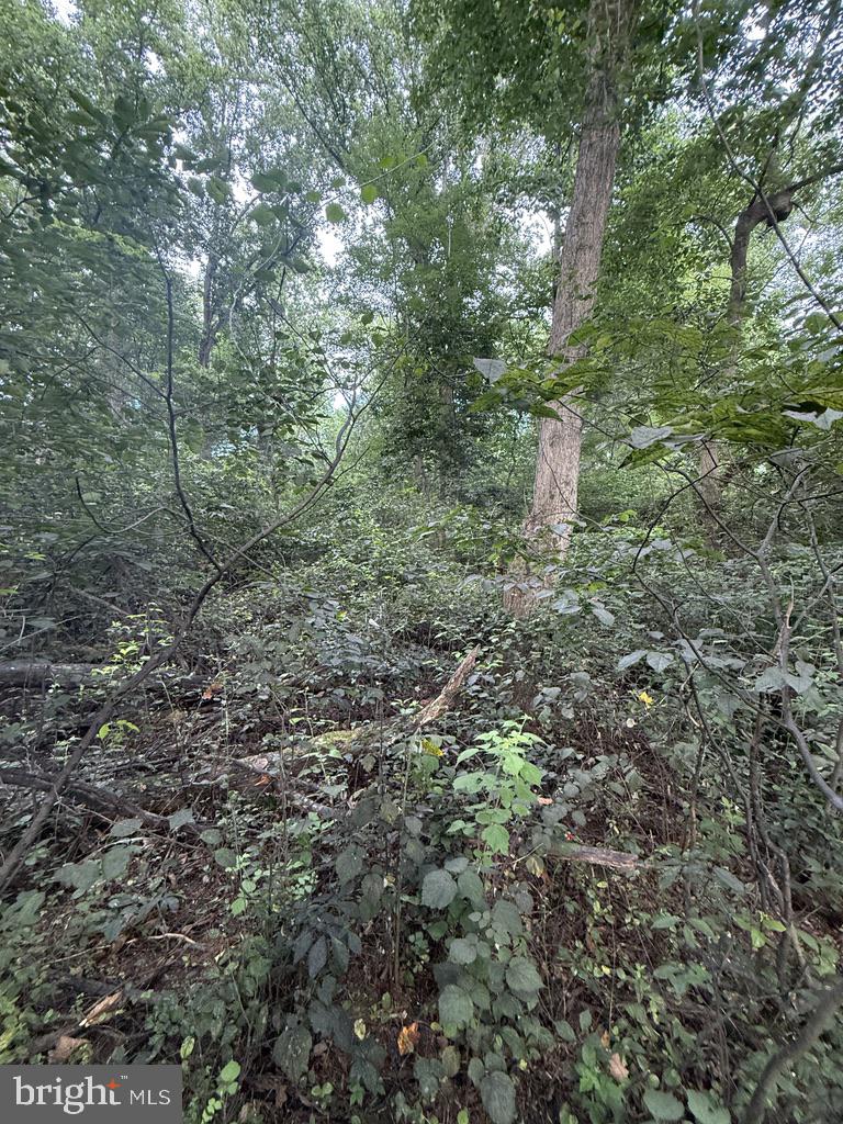 Waibel Rd Port Port Deposit, MD 21904 - Photo 6 of 22 a view of a forest with large trees