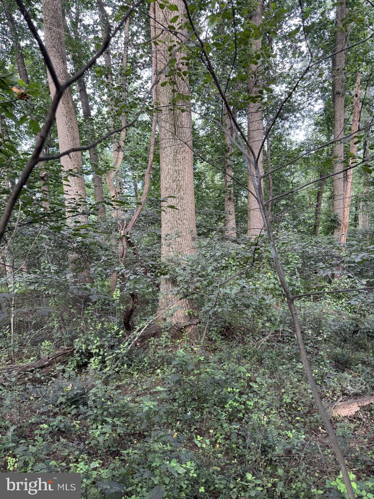 Waibel Rd Port Port Deposit, MD 21904 - Photo 7 of 22 a view of a forest with large trees