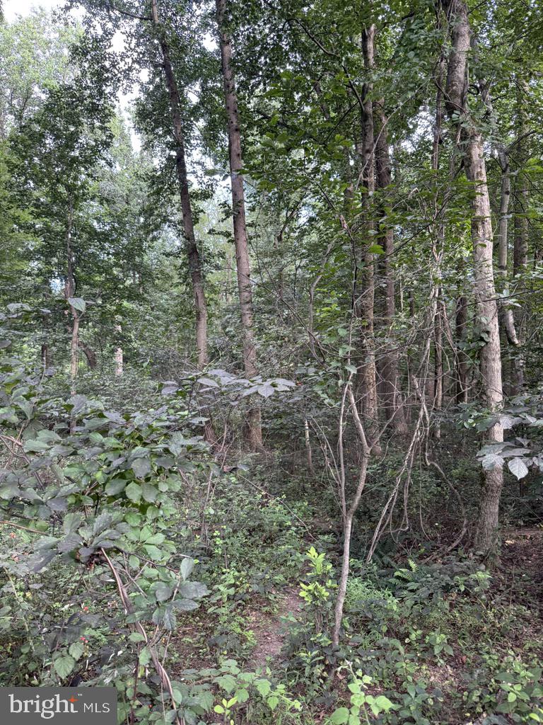Waibel Rd Port Port Deposit, MD 21904 - Photo 9 of 22 a view of a forest with trees