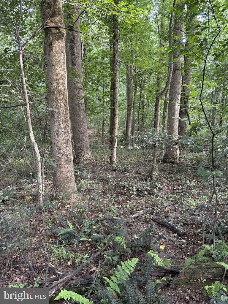 Waibel Rd Port Port Deposit, MD 21904 - Photo 10 of 22 a view of a forest with trees