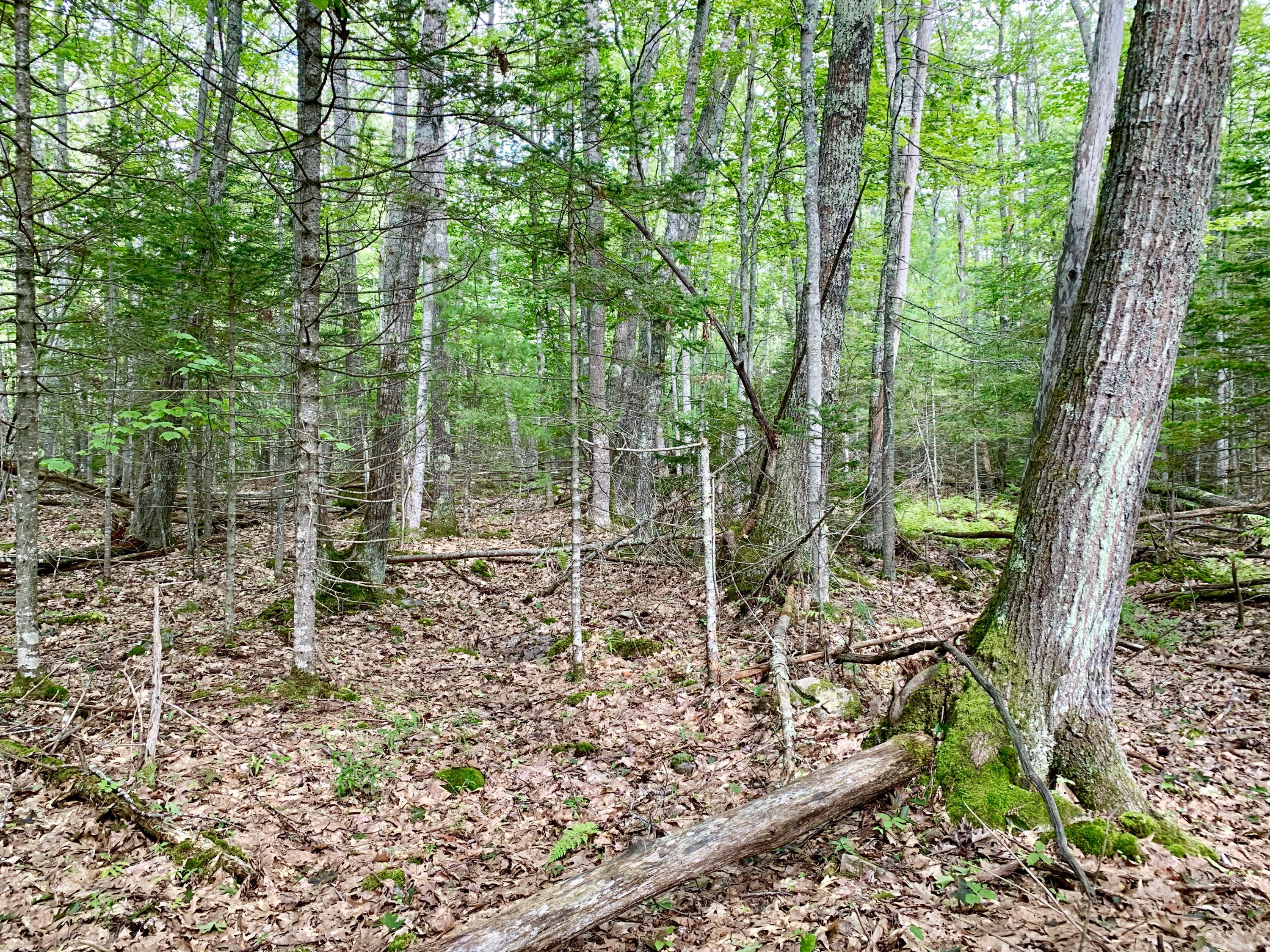0 Leaches Point Road Orland, ME 04472 - Photo 22 of 23 20190912_184745909_iOS
